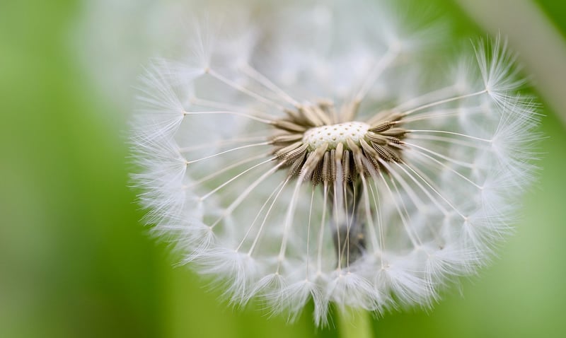 Seeds
