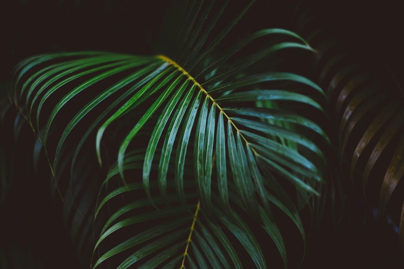 Ferns