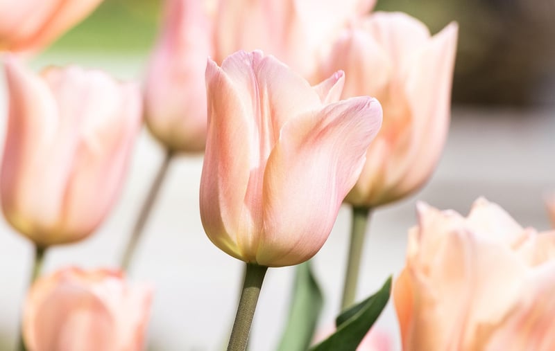 Tulips